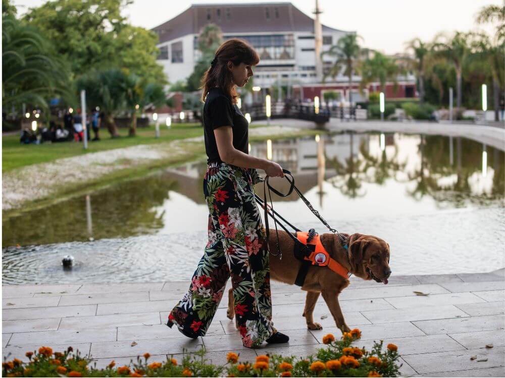 Passeio com Cães